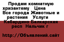 Продам комнатную хризантему › Цена ­ 250 - Все города Животные и растения » Услуги   . Кабардино-Балкарская респ.,Нальчик г.